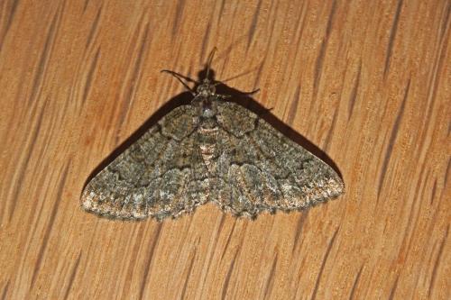 Réf. 269 877 : Peribatodes ilicaria